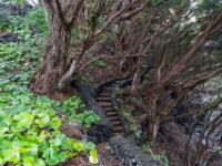 Weg entlang der Küste durch den Wald - Silveira - Pico